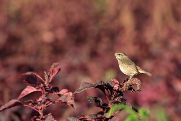Beautiful Bluethroat in Bahrain Farm