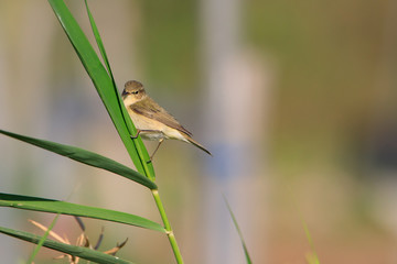 Chiffchaff Stock Pictures, Bahrain Farm
