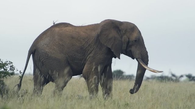 A wild elephant walking through the Kenyan bush and savannah, Africa