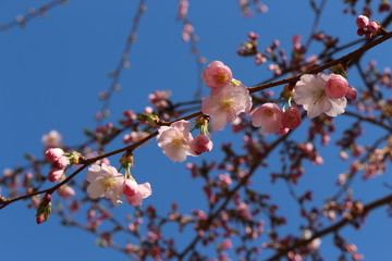 Delicate pink flowers bloomed on sakura in spring.