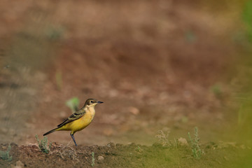Fototapeta premium Western yellow wagtail in Bahrain Farm