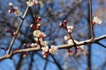 Delicate white flowers bloomed on an apricot tree in spring.