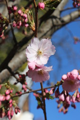 Naklejka na ściany i meble Delicate pink flowers bloomed on sakura in spring.