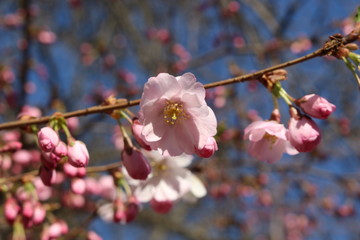 Delicate pink flowers bloomed on sakura in spring.