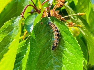 caterpillar on leaf. Worm damage on  green leaf of cherry tree