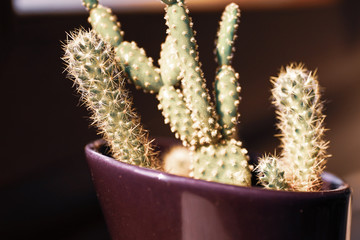 cactus in a pot
