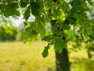 green oak leaf tree background