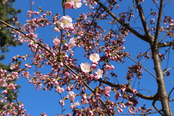 Delicate pink flowers bloomed on sakura in spring.