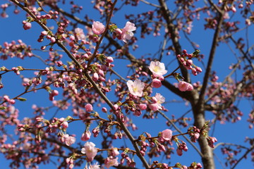 Delicate pink flowers bloomed on sakura in spring.