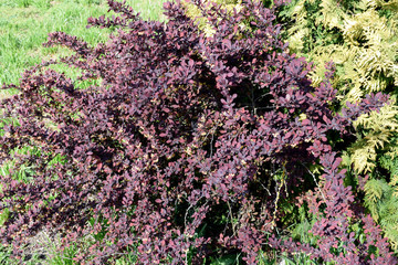 Ornamental shrub barberry with unusually tasty and healthy fruits with high medicinal properties....