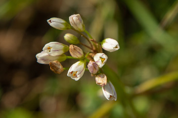 Flor campanilla II 