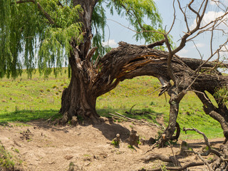A Tree Split down the middle