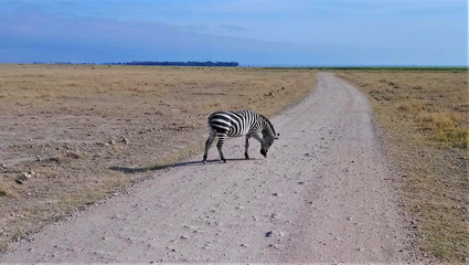 Kenya. A lone zebra calmly crosses a dusty road in Amboseli Park. Around the dried grass of the savannah.