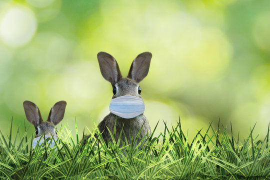 two cute easter bunnies with protective mask in green grass 