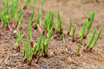 Garden spring vegetation