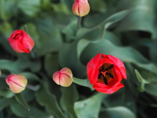 Bright red tulips with a dark center bloomed in the spring in the garden