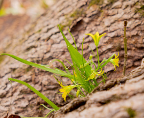 A small yellow flower growing among the trees in the forest