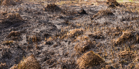 Dead forest after wildfire. Burnt woods and tree in the forest after fire.