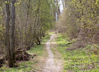 pathway in green forest