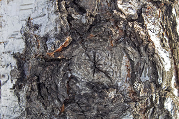 birch bark texture on wood