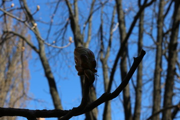 
Young fresh chestnut leaves emerged from buds in spring