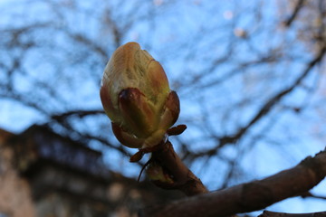 
Young fresh chestnut leaves emerged from buds in spring