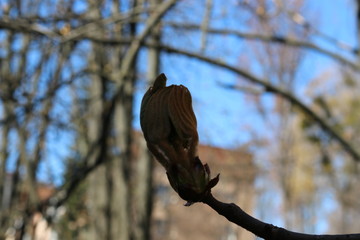 
Young fresh chestnut leaves emerged from buds in spring