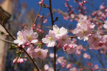 Fototapeta premium Delicate pink flowers bloomed on sakura in spring.
