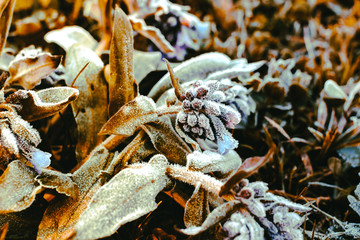 Morning frost in the garden
