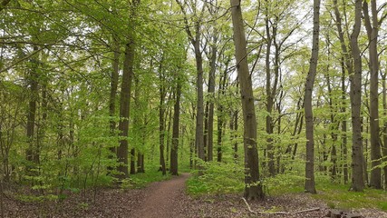 Stiftungswald Stadtheide, Plön