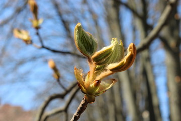 
Young fresh chestnut leaves emerged from buds in spring