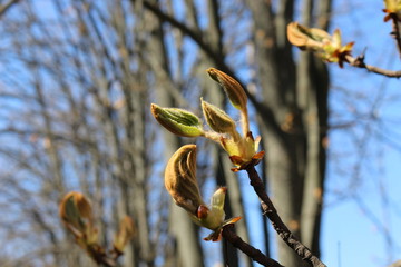
Young fresh chestnut leaves emerged from buds in spring