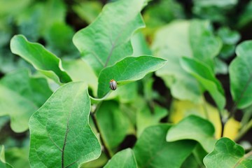 Colorado beetle close-up on a beetle leaf on the background of a vegetable garden