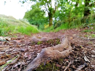 Fototapeta premium Low shot of a root of a tree in 