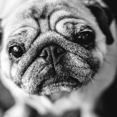 square black and white photographs of old pug breed dog