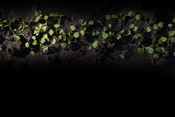 Young spinach microgreen sprouts closeup on black background. Growing, micro.