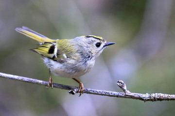 Goldcrest