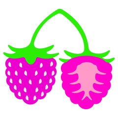 isolated illustration of a raspberry in colour in vector