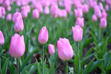 日本の国営武蔵丘陵森林公園のお花畑の早咲きのチューリップが咲く春の風景　ピンク色の花のクリスマスパール