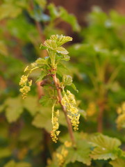 Blooming red currants.Tassels of yellow flowers close-up on the branches of currants.