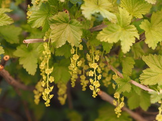Blooming red currants.Tassels of yellow flowers close-up on the branches of currants.