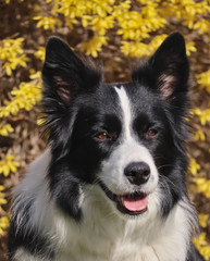 Beautiful picture of Border Collie in the springtime. Female dog smiling because she is a happy dog. 