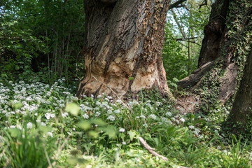 A beaver chewed up that big tree