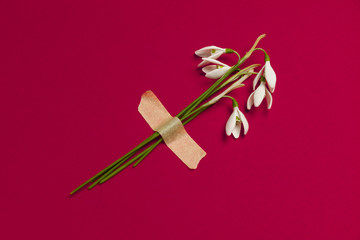 Spring snowdrop flowers are glued with tape on a red background. Romantic and tender congratulations, creative minimalist bouquet.