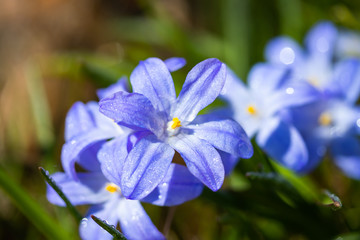 Closeup of blooming blue scilla luciliae flowers with raindrops in sunny day. First spring bulbous...