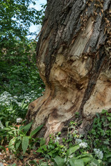 A beaver chewed up that big tree