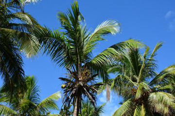 Obraz na płótnie Canvas several palms with lush foliage in good weather, with small clouds