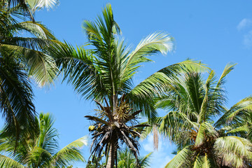 Fototapeta na wymiar three palm trees with lush foliage and nuts