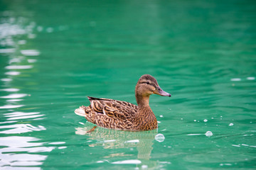 Young female duck sweeming on turquoise color water wild life