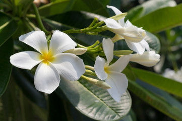 White flowers with green leaf in park.